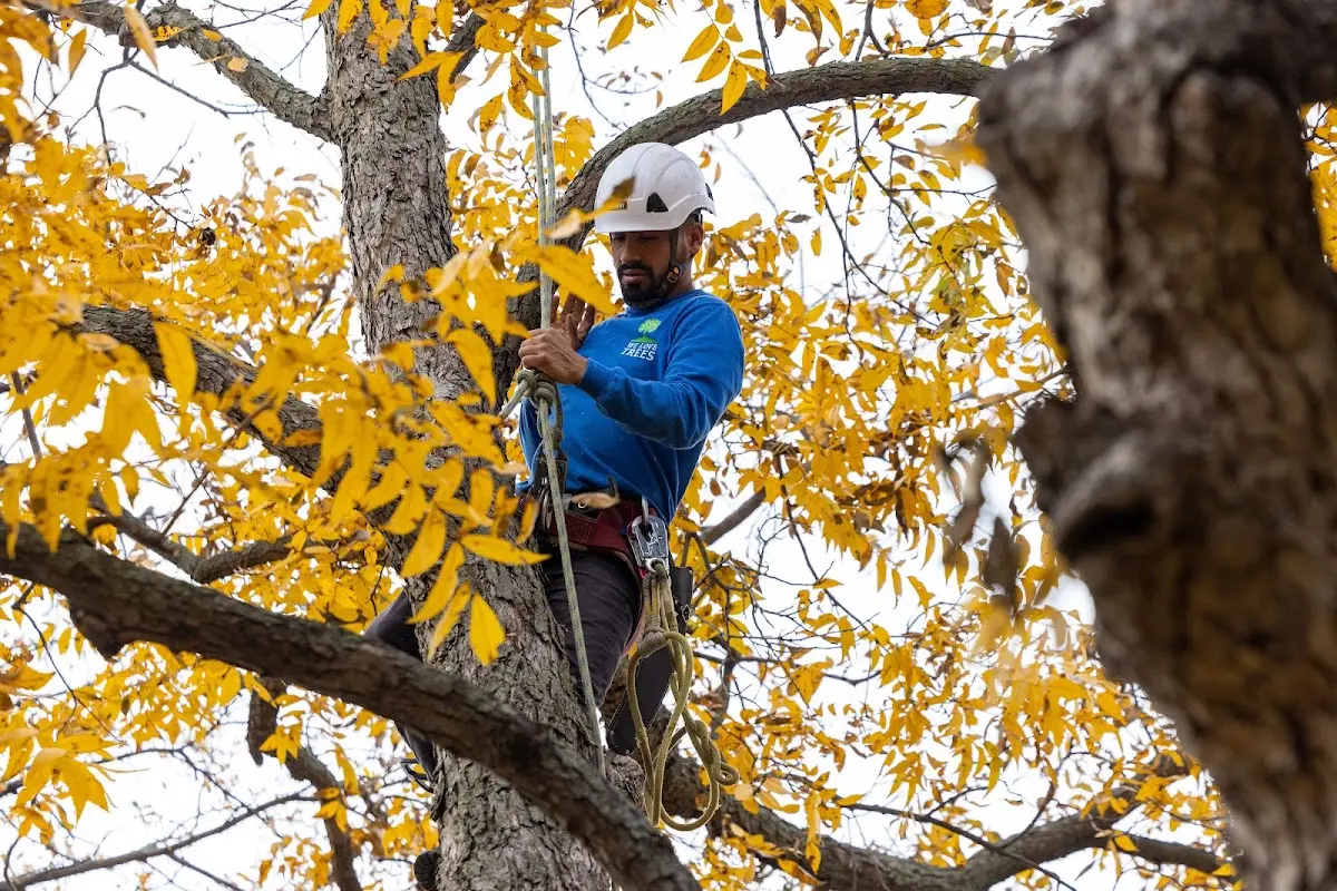 Skilled Tree Trimming crew working in Alpaugh